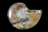 Iridescent, Red Flash Ammonite - Madagascar #82445-1